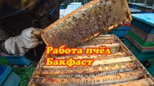 КАК РАБОТАЕТ БАКФАСТ НА ТОЧКЕ №1, ИНФОРМАЦИЯ ПО ПЛОДНЫМ МАТКАМ.