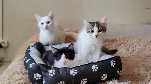 Мама-кошка и ее прекрасные котята. Кошки и собака.