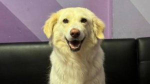 Наш пушистый друг семьи Банни ложится спать под колыбельную 🎶🐶