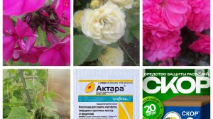 Продолжаем бороться с травой, обработали огурцы от паутинного клеща и цветы от болезней. 😉🌸🫖🍓