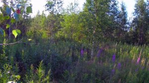 Заготовка банных Веников