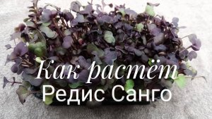 Как растет Редис для микрозелени