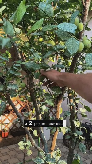 Летняя обрезка жировых побегов