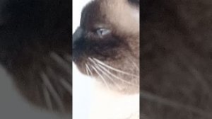НОЧНАЯ ТОПОТУНЬЯ ПРИТВОРСТВУЕТ