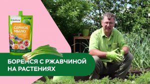 Ржавчина на растениях