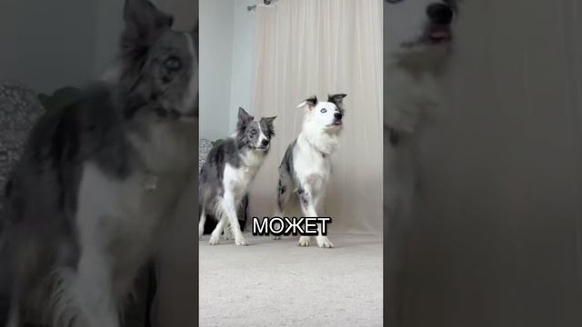 Животные приколы и не только