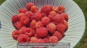 Опять жарко на улице//Cбор огурцов и малины//Про баклажаны