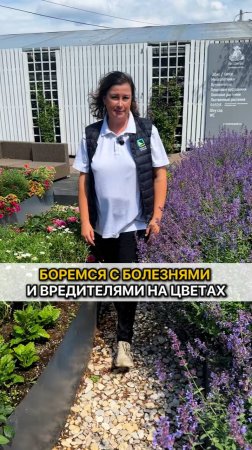 Боремся с болезнями и вредителями на цветах.