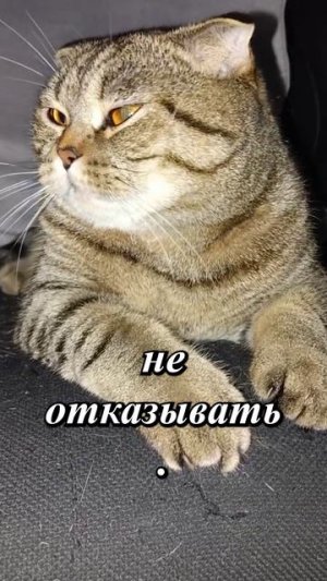 НЕ ОТКАЗЫВАЙТЕ ЕМУ В ЛАЙКАХ 😏💥😹🥺#cat #кот #юмор #приколы #цитаты #сезонконтентаRUTUBE