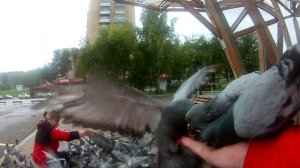 Дивногорск и голуби