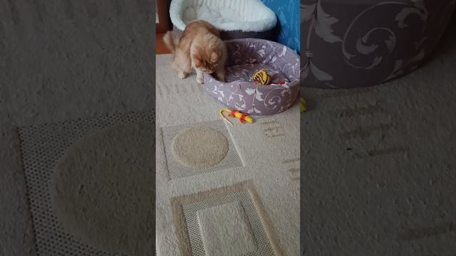 Страшно интересная игрушка 🦕😸👍