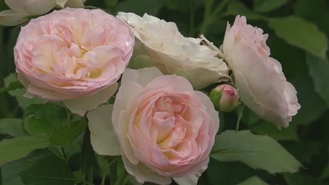 Цветы на моей даче