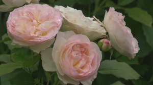 Цветы на моей даче