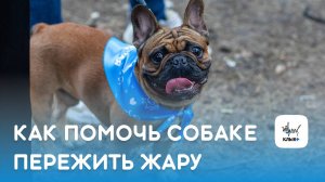 Как помочь собаке пережить жару