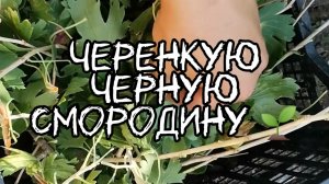 Летнее черенкование смородины