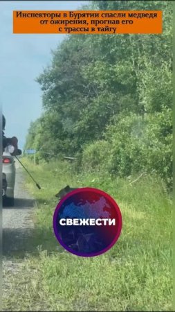 Инспекторы в Бурятии спасли медведя от ожирения, прогнав его с трассы в тайгу