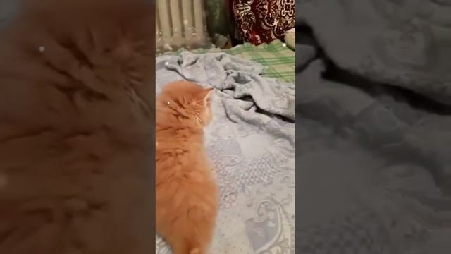 Рыжик❤