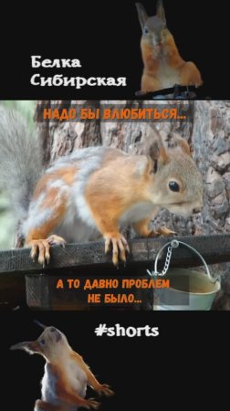 Белка издает звуки влюбленности