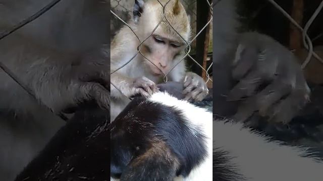 ASMR Monkey