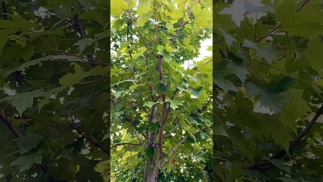 Сравнение двух кленов в питомнике растений «Сады Бэллы» 🤓