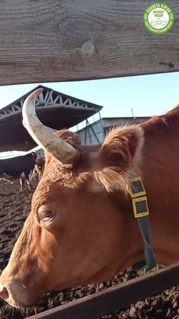 🐄💚 Коровы любят чесаться о чесалки!