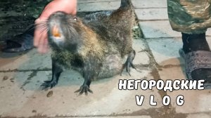 Спасение НУТРИИ. Самец приболел: что делать? 01.07.25.