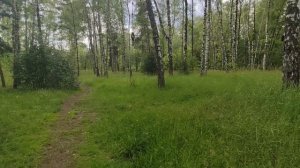 Пешком по парку