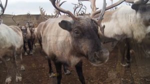 Спутниковый Мониторинг на основе Iridium для оленей