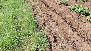 Первое окучивание