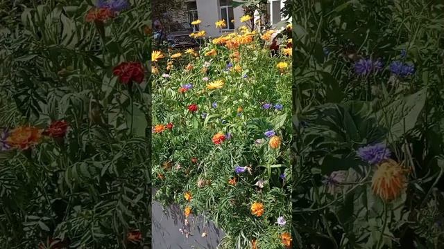 07.07.25. утром с работы по дороге домой