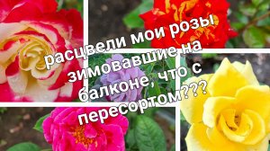 Роза Эдванс, Керио, Луи де Фюнес, Иоганн Вольфганг Гете, Дабл Делайт, Блю Парфюм,