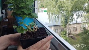Спасаю пеларгонию. Карликовая пеларгония Saga.