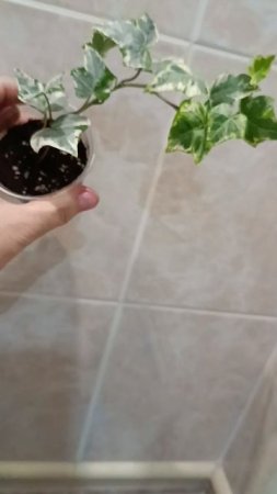 УкореНяшки🌿Филодендрон Минарум, традесканция, Рео вариегатный, кактус Царица Ночи 🌵