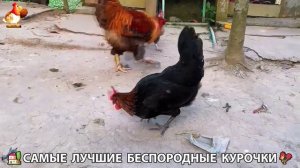 Цыплята и Курочки селяночки лучшие беспородные несушки 🥚 (170)