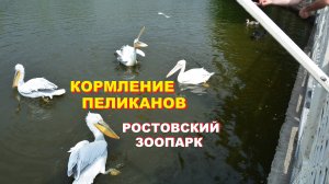 РОСТОВСКИЙ ЗООПАРК. Кормление пеликанов