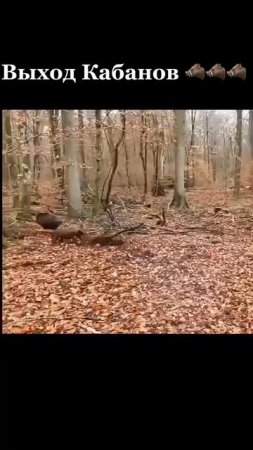 Выход Кабанов 🎯🐗🐗🐗🐗 #охота #охотанакабана