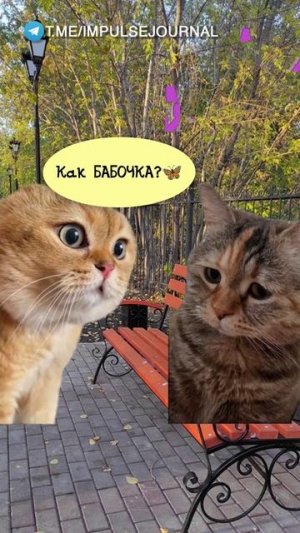 Вот же пристал (Мяукаем в телеграм Импульс Журнал 👉 @impulsejournal ) #пустьговорят #коты