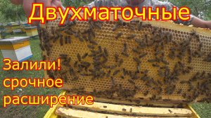 ДВУХМАТОЧНЫЕ залили МЁДОМ! Срочное РАСШИРЕНИЕ! КАРНИКА на МЕДОСБОРЕ!