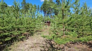 9010991 Белые Росы