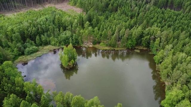 Летний лес