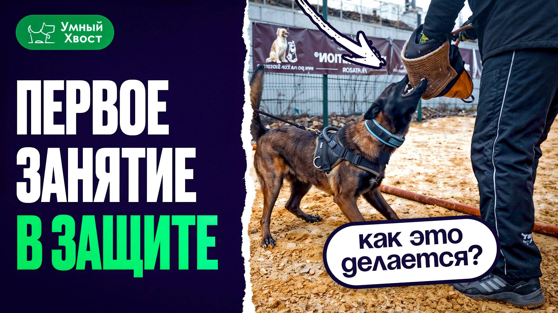 Как происходит первое занятие у собаки малинуа в защите? Какая должна быть собака в охране? смотреть онлайн