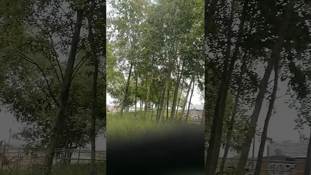У Финского