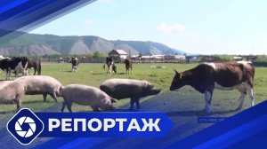 Репортаж: КФХ Стениных в Усть-Нере