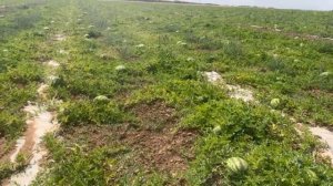 Арбуз Каристан оптом от производителя Донецк; Луганск; Москва; Санкт-Петербург. Copany Market