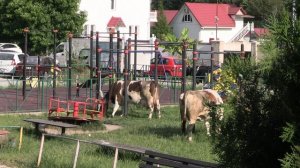Простоквашино в Сочи
