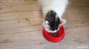 Мои ЛЮБИМКИ 🐈🐈🐈🥰☕🖥️
