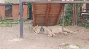 Шерхан 08.07.2025 Видео от опекуна Светланы с пояснениями