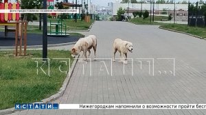 Велосипедом пришлось отбиваться от огромных алабаев родителям, защищавшим детей на детской площадке