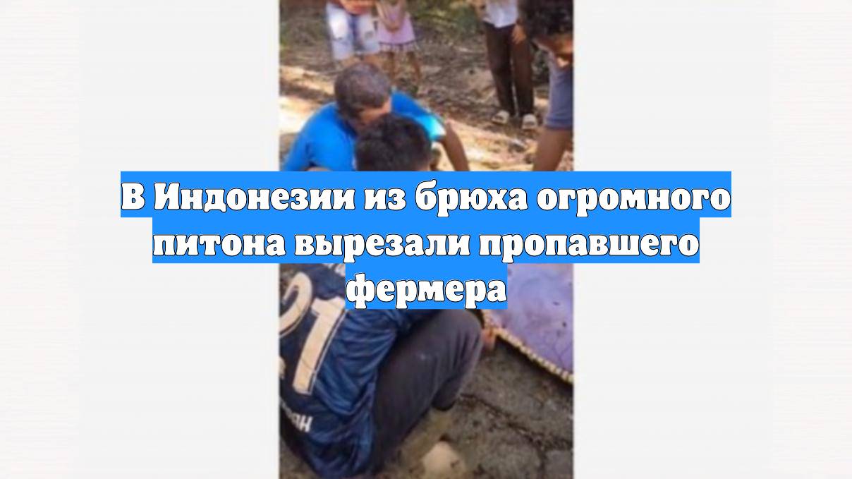 В Индонезии из брюха огромного питона вырезали пропавшего фермера