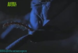Жук, Скорпион и Змея - беспроигрышный треугольник